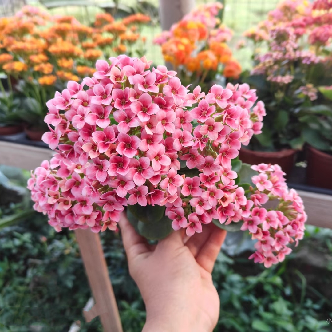 米莎~【任意两颗发货】稀有品种爆盆长寿花卉年宵花