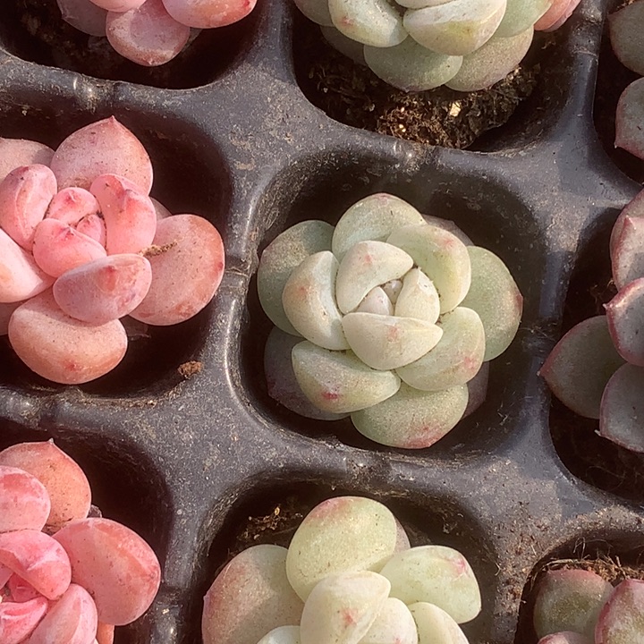 冰玉10颗。（满9.99包邮不满9.99发叶子）