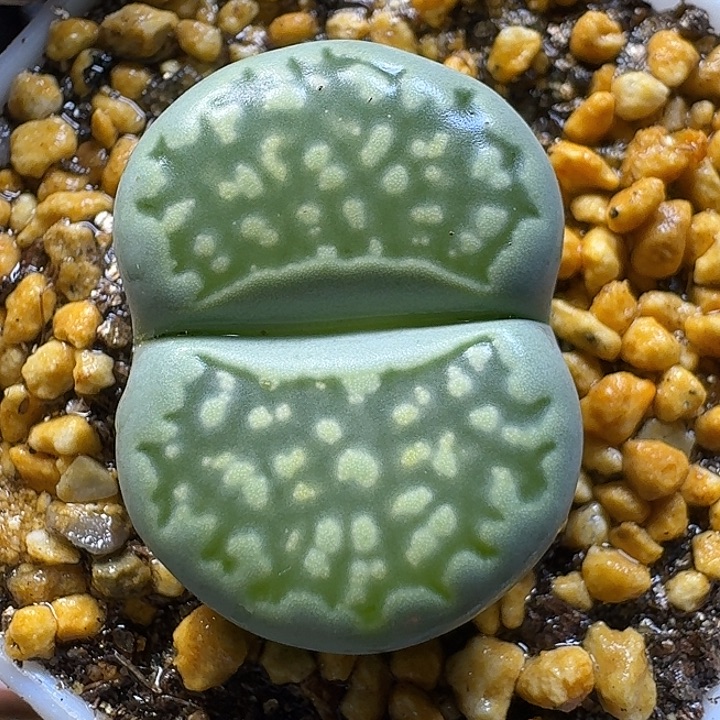 生石花1111222。  91