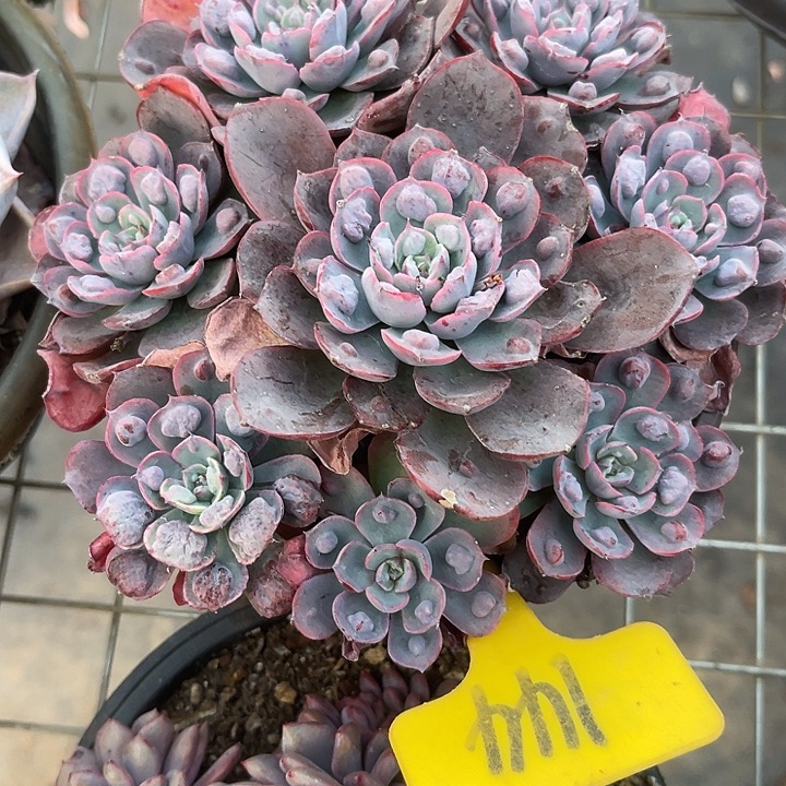 两单包邮，一物一拍144鱼