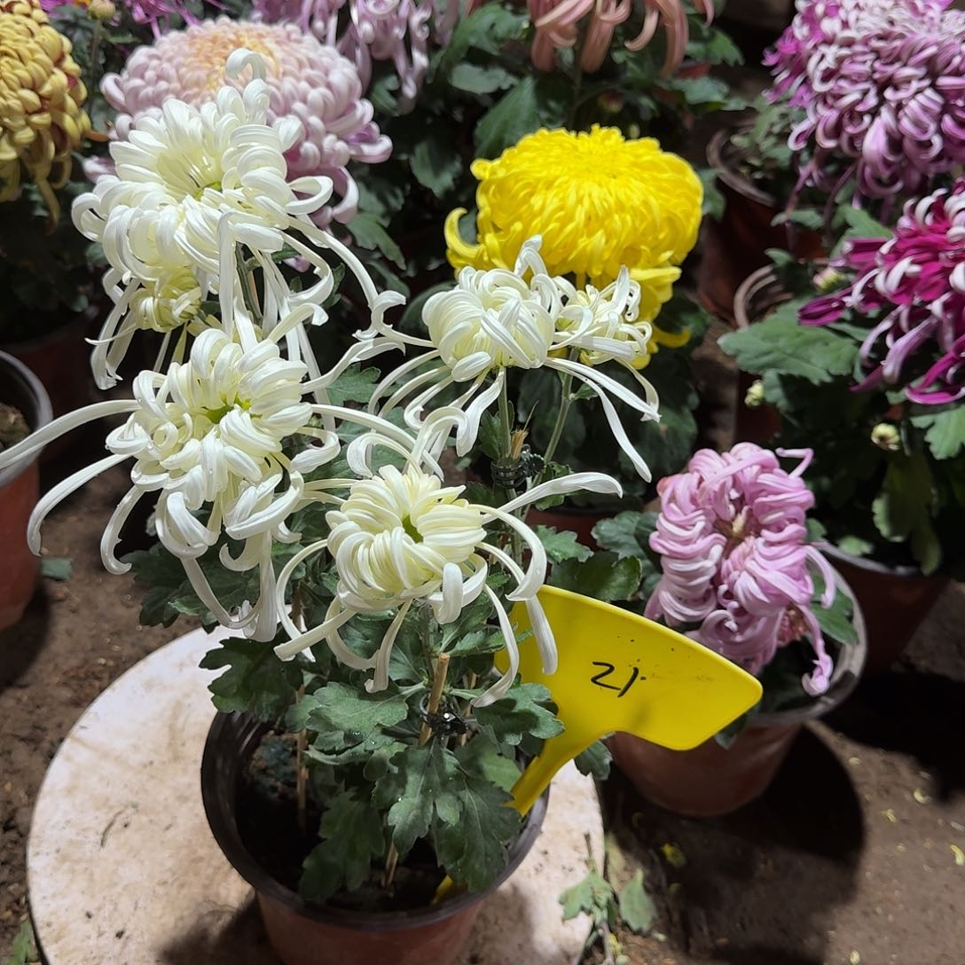大部分花苞少量开放21