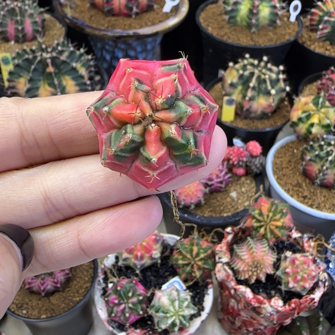 名品侧芽红色暮光