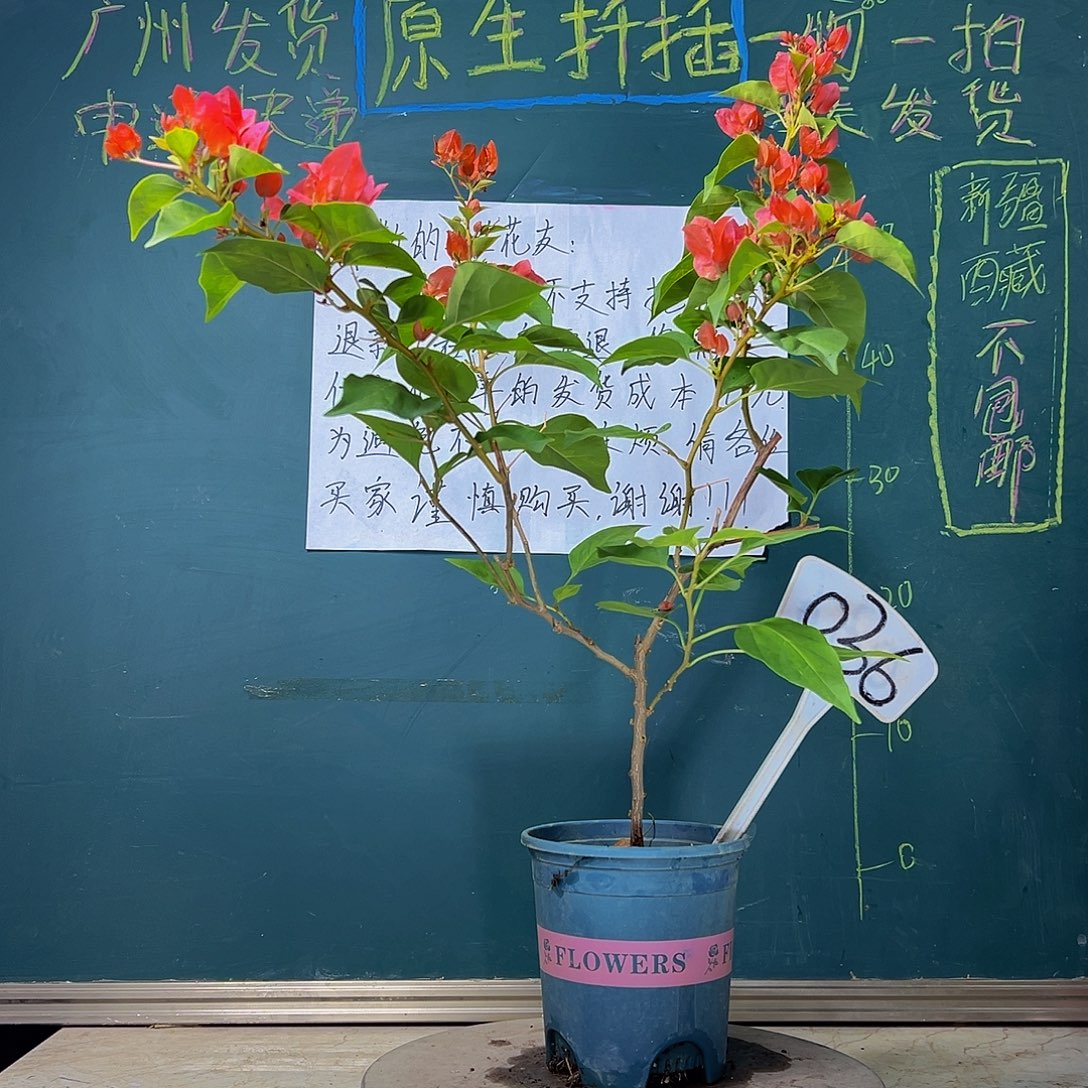 当前无花栽培后可以开花暗斑夕阳红 036