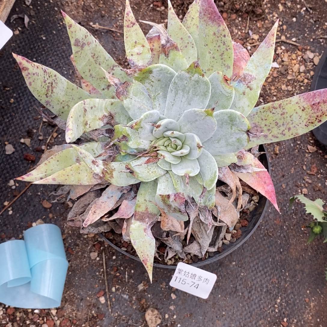 74号普西瑕疵瑕疵