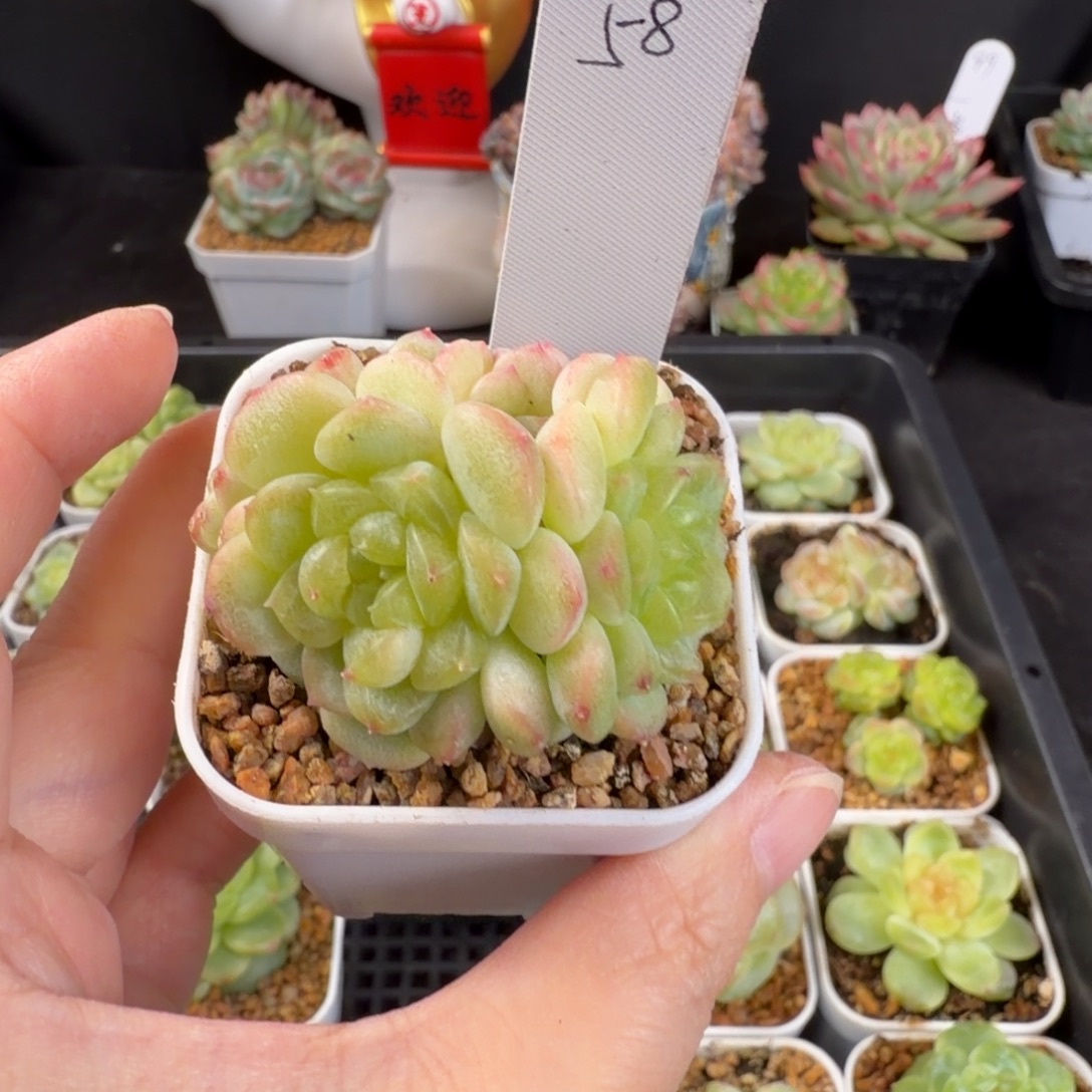 云***晔云逸七头群财富密码