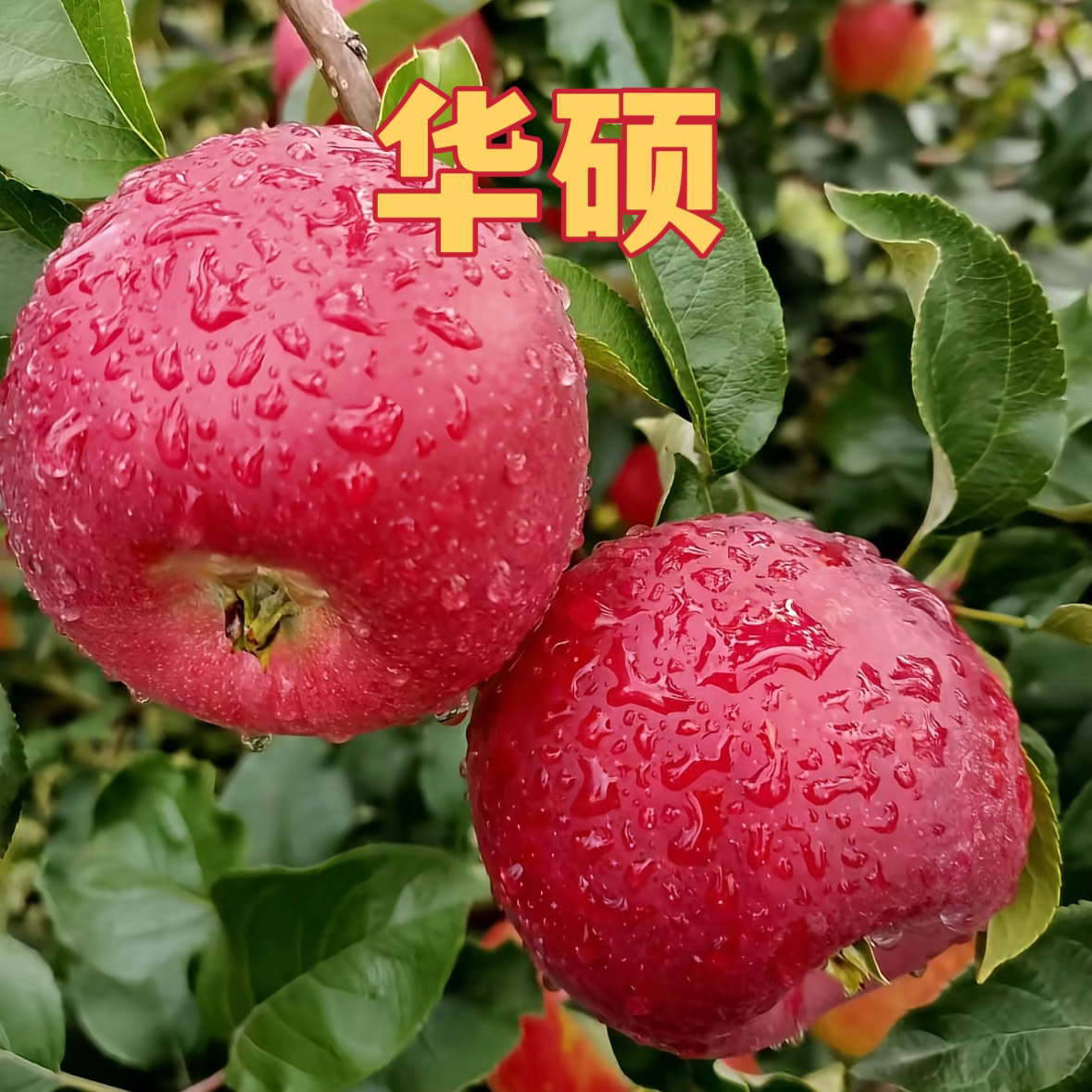 特大果早熟华硕苹果苗幼苗耐寒耐旱现挖现发南北方种植