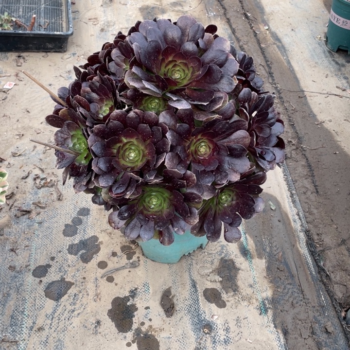 9赤焰莲多肉植物多肉多肉多肉