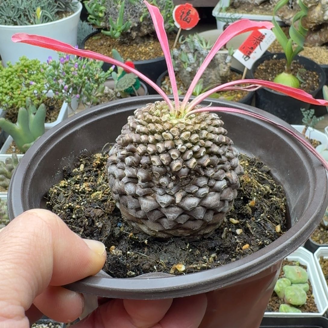 铁甲丸6cm多肉。