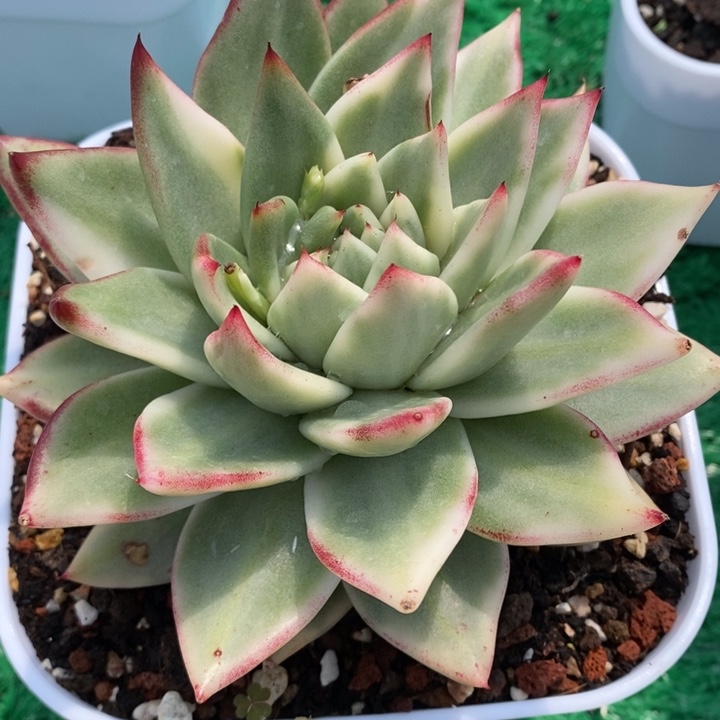 乌木锦杂多肉锦景天