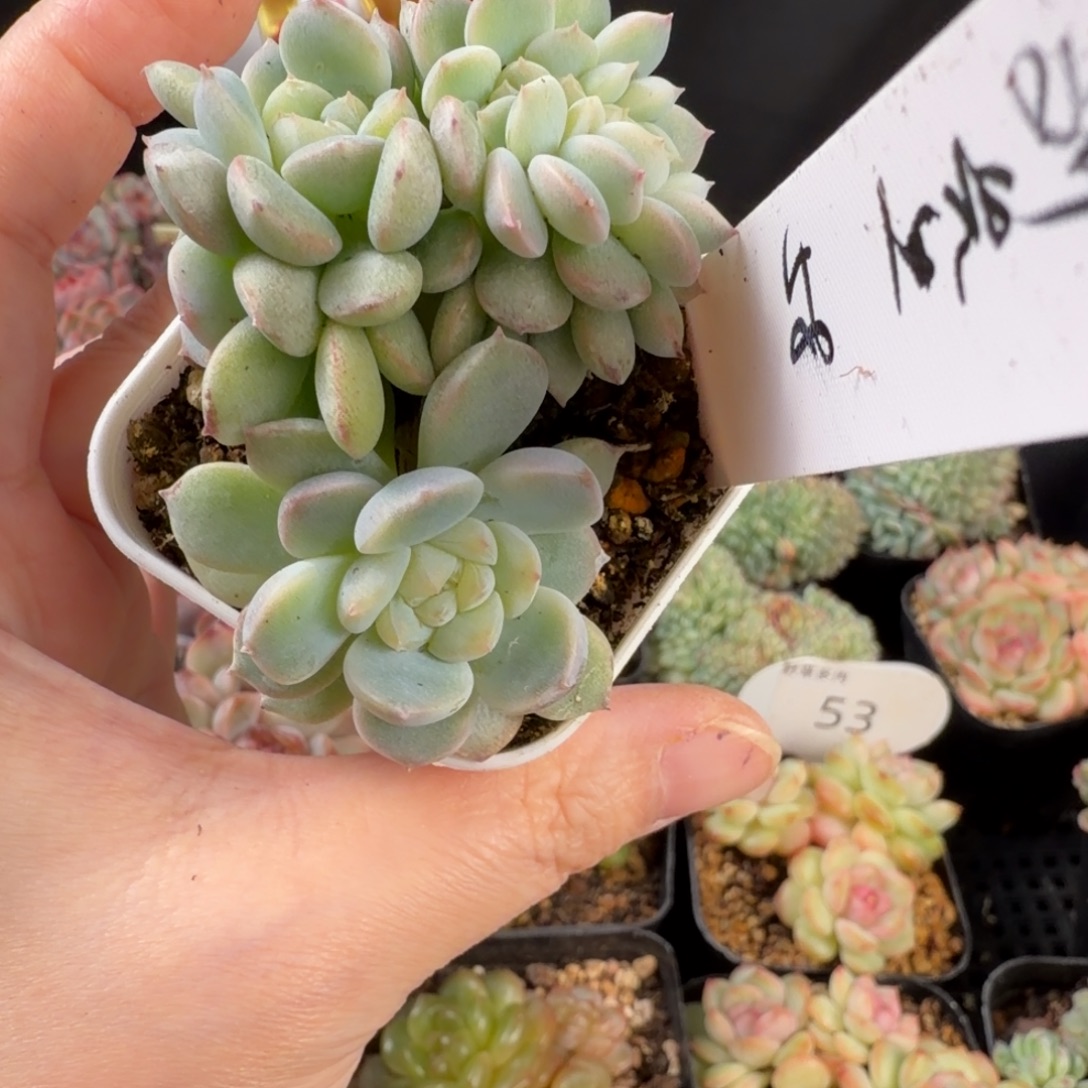 刘***记刘先生一颗缀化包邮