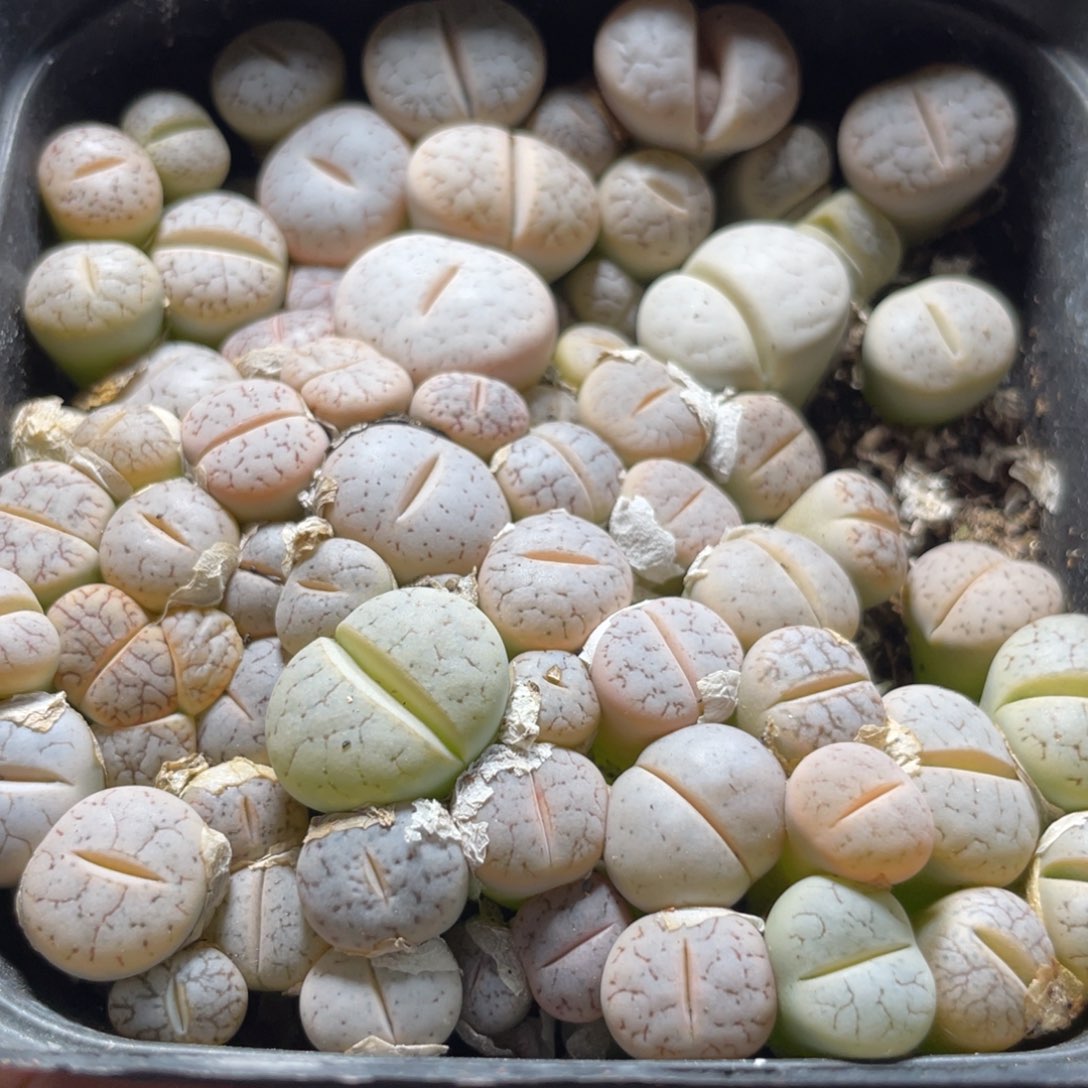 今晚大盆特价更新～11