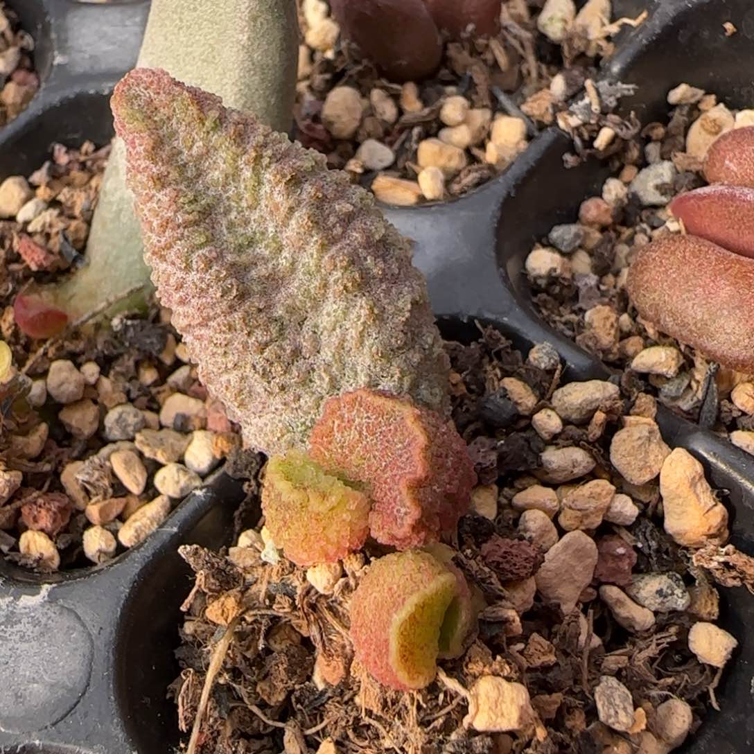 苏打绿水泡多肉植物