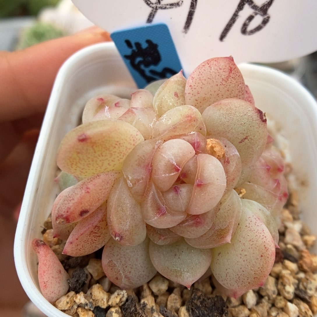 甜心群生可拍4978号 