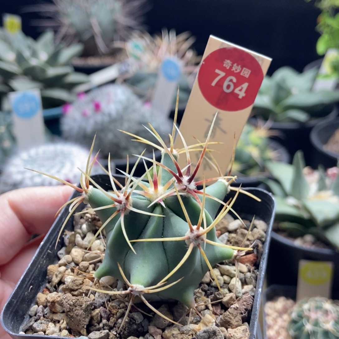 实生带中刺花刺春楼4.8cm