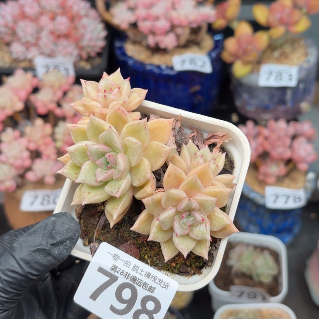 黄金璀璨无盆土发货