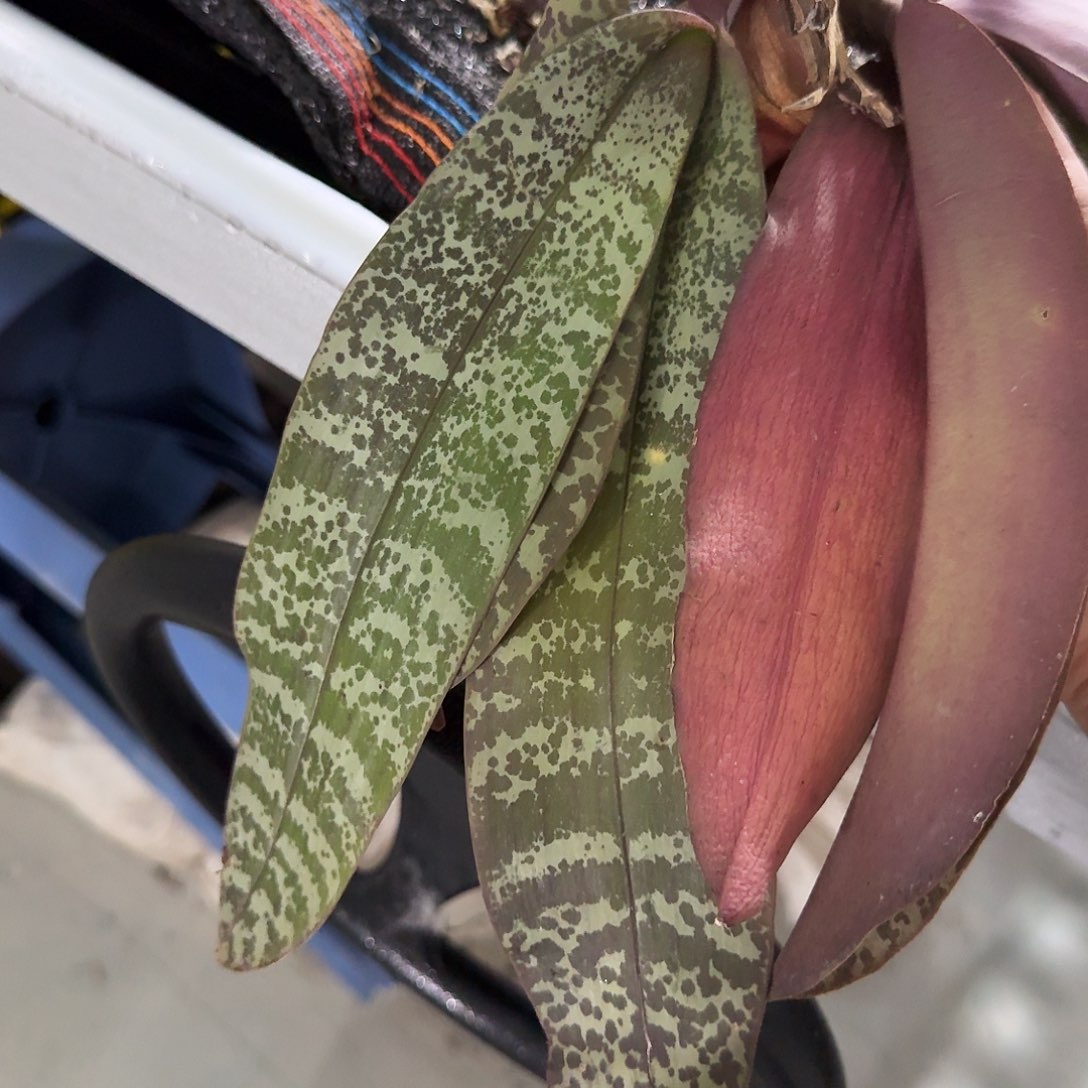 完全开放人****見原生的