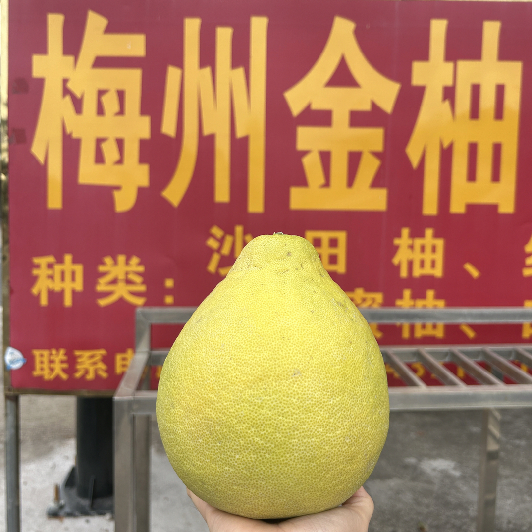 【精品中果30斤】高品质广东梅州松口镇正宗纯甜沙田柚送礼柚子老树