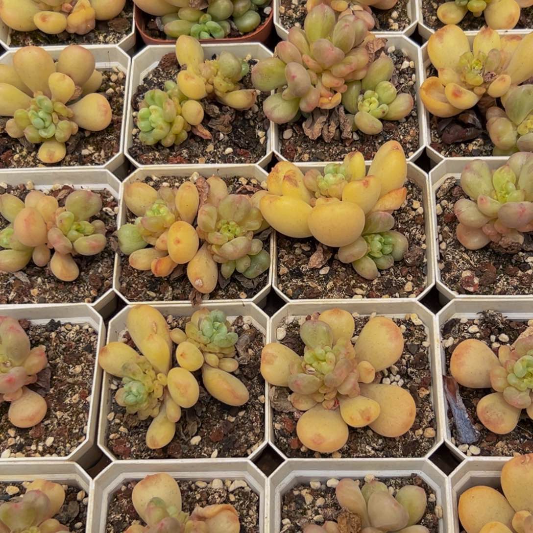 767多肉葡萄干和一个小蛋糕一个