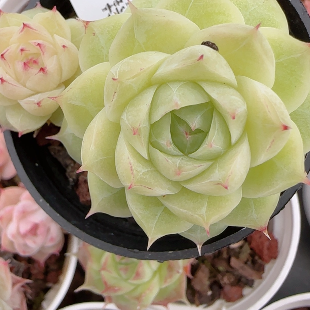 果***鱼花语多肉1225-250散