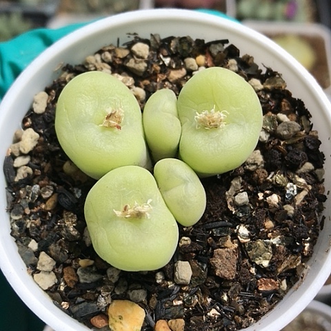 多肉肉锥 园艺空卡佛