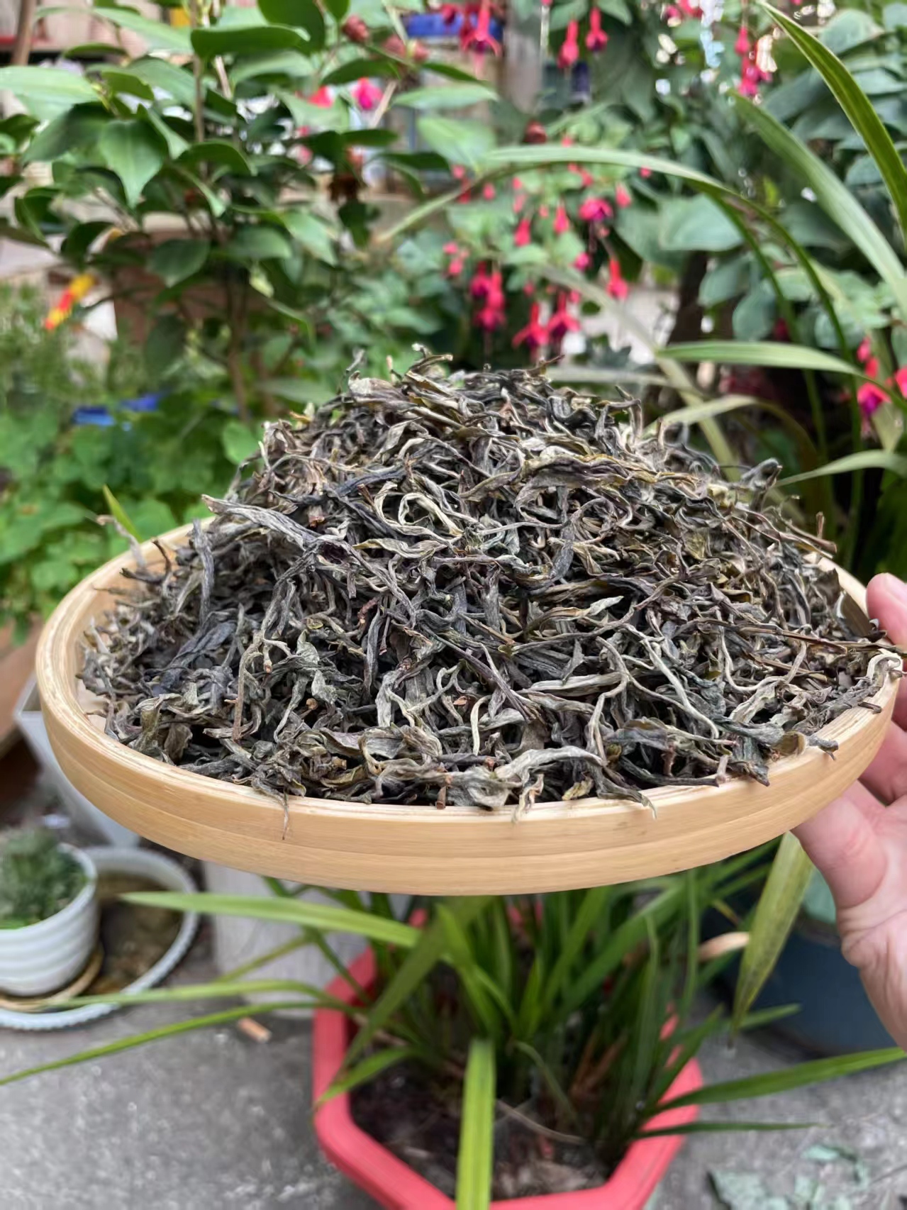 2025年若开阿莱均400年古树（生）（MD0042）--七七