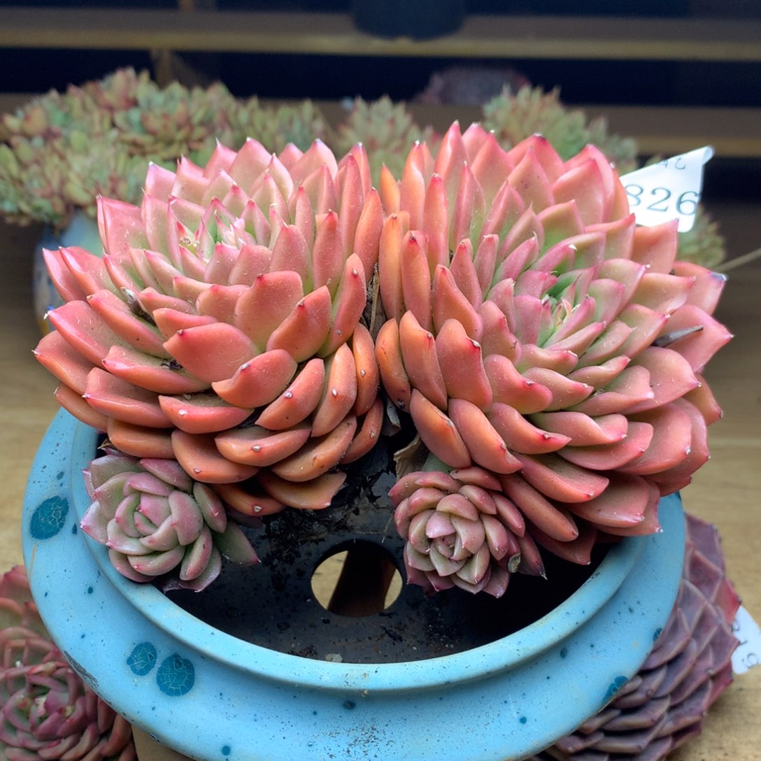 1826杂交精品基地16厘米