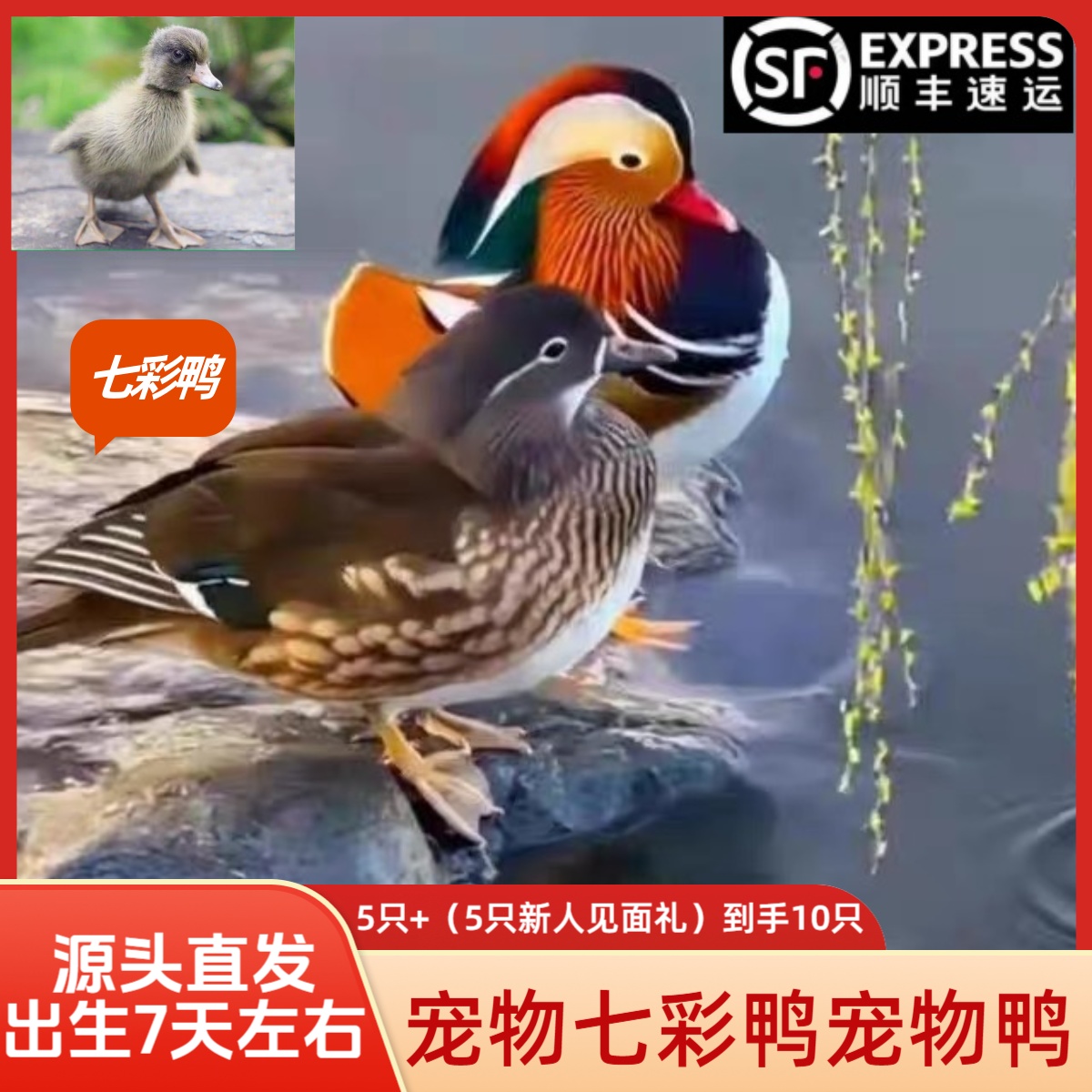 宠物鸭观赏鸭七彩鸭疫苗齐全顺丰包邮