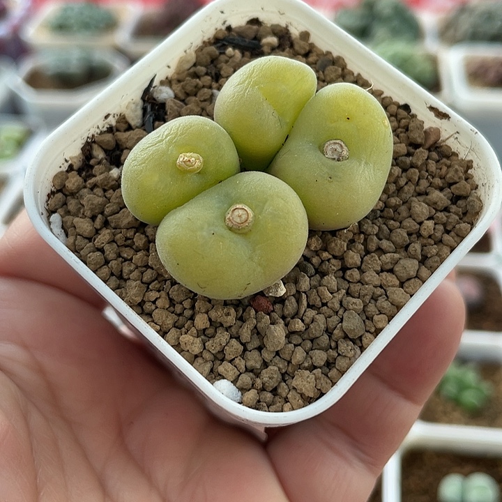 佳人园艺多肉生石花孔卡福689