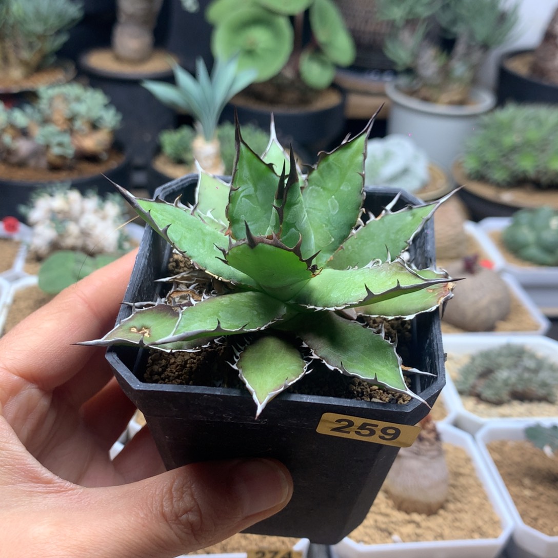 霍利达龙舌兰脱土