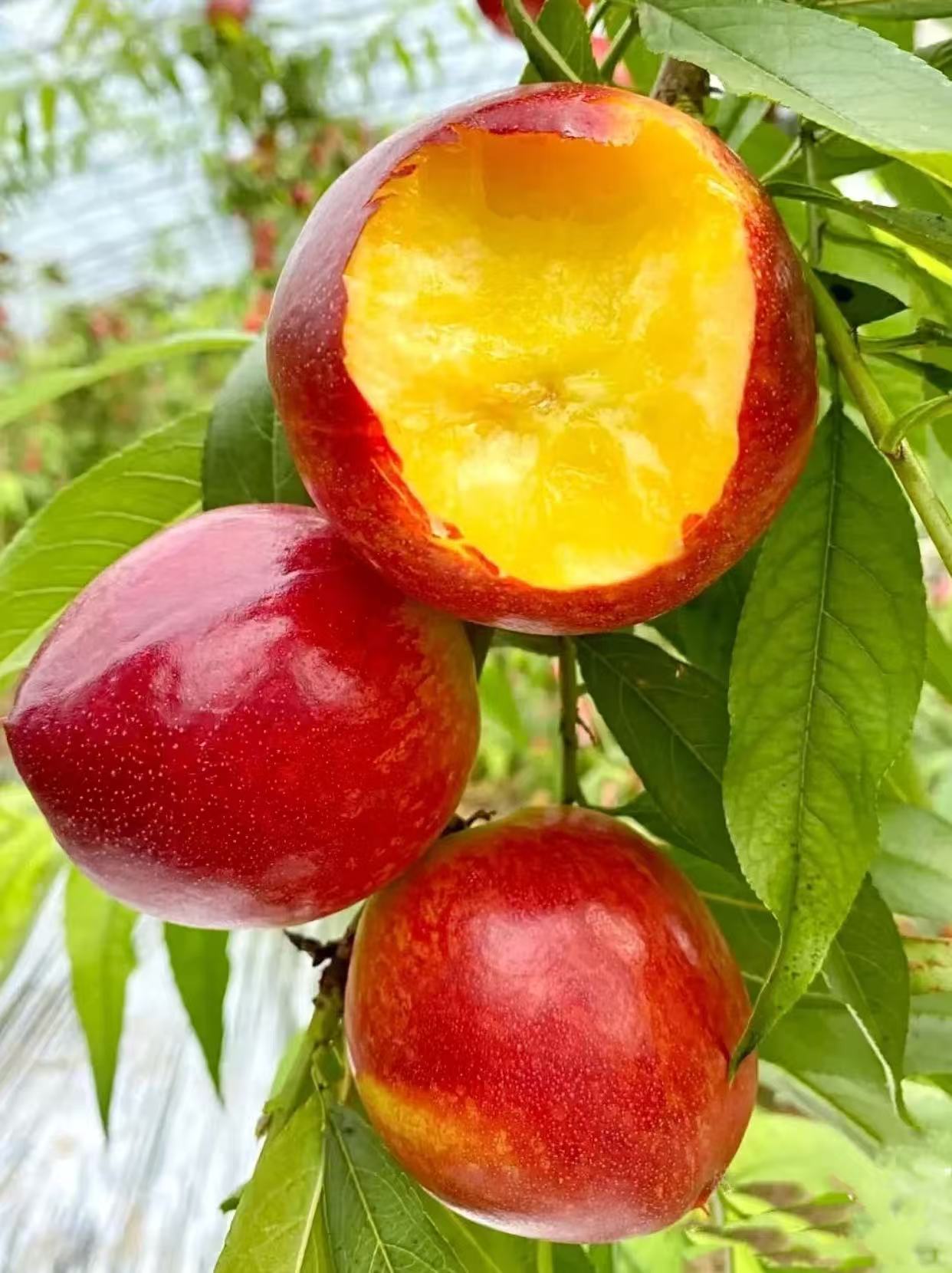 产地现摘新鲜油桃甜油桃应季好吃甜油桃