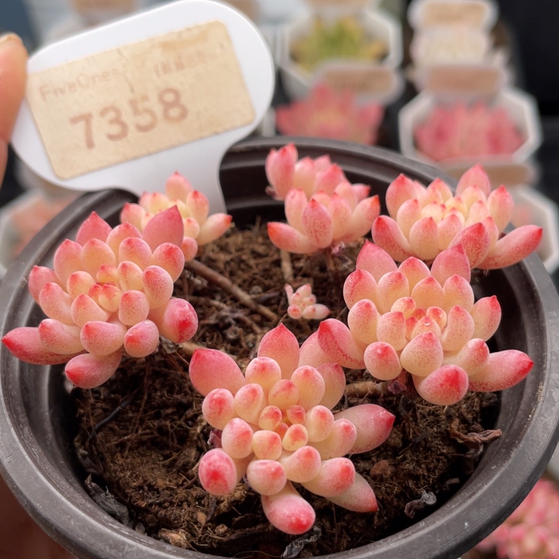 烟花7358-7.5厘米