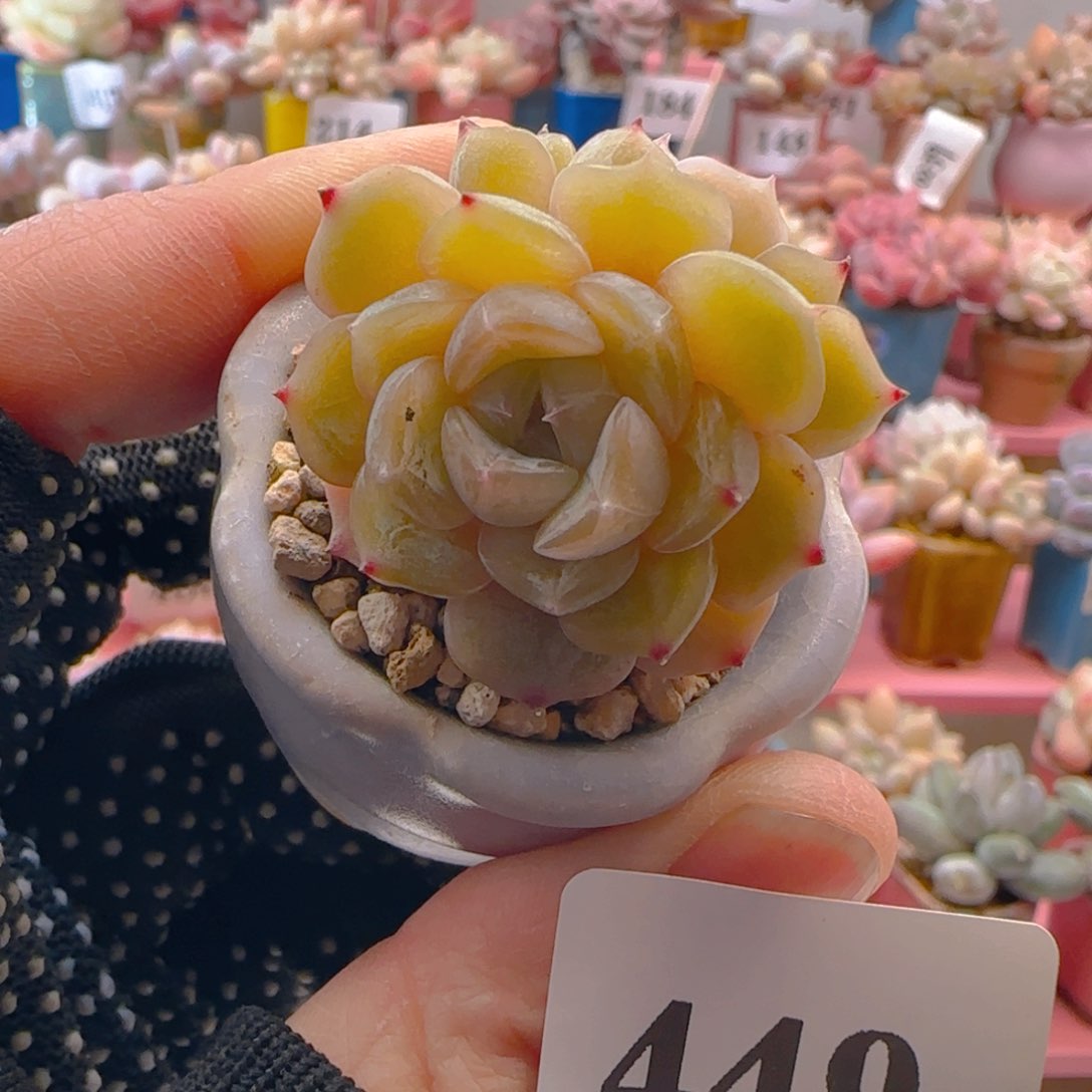 双头白色恋人449 ，带盆土发货，满38包邮非偏远