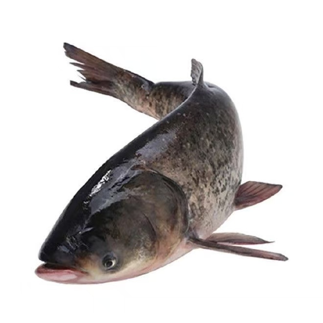 冬捕胖头鱼现场改价链接拍前联系客服