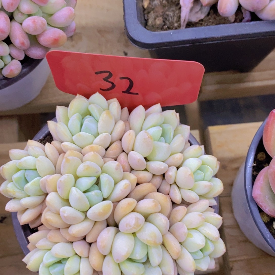 开心多肉，一物一拍，福利