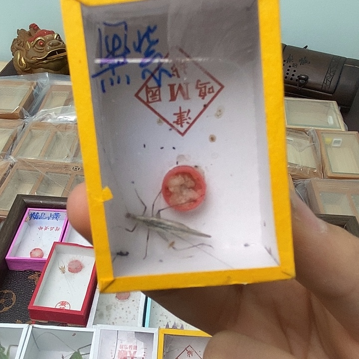 黑紫竹蛉一只……………