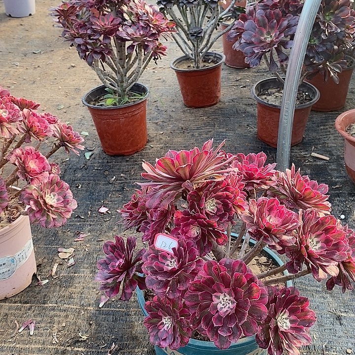 126，红铜白多肉法师多肉法师