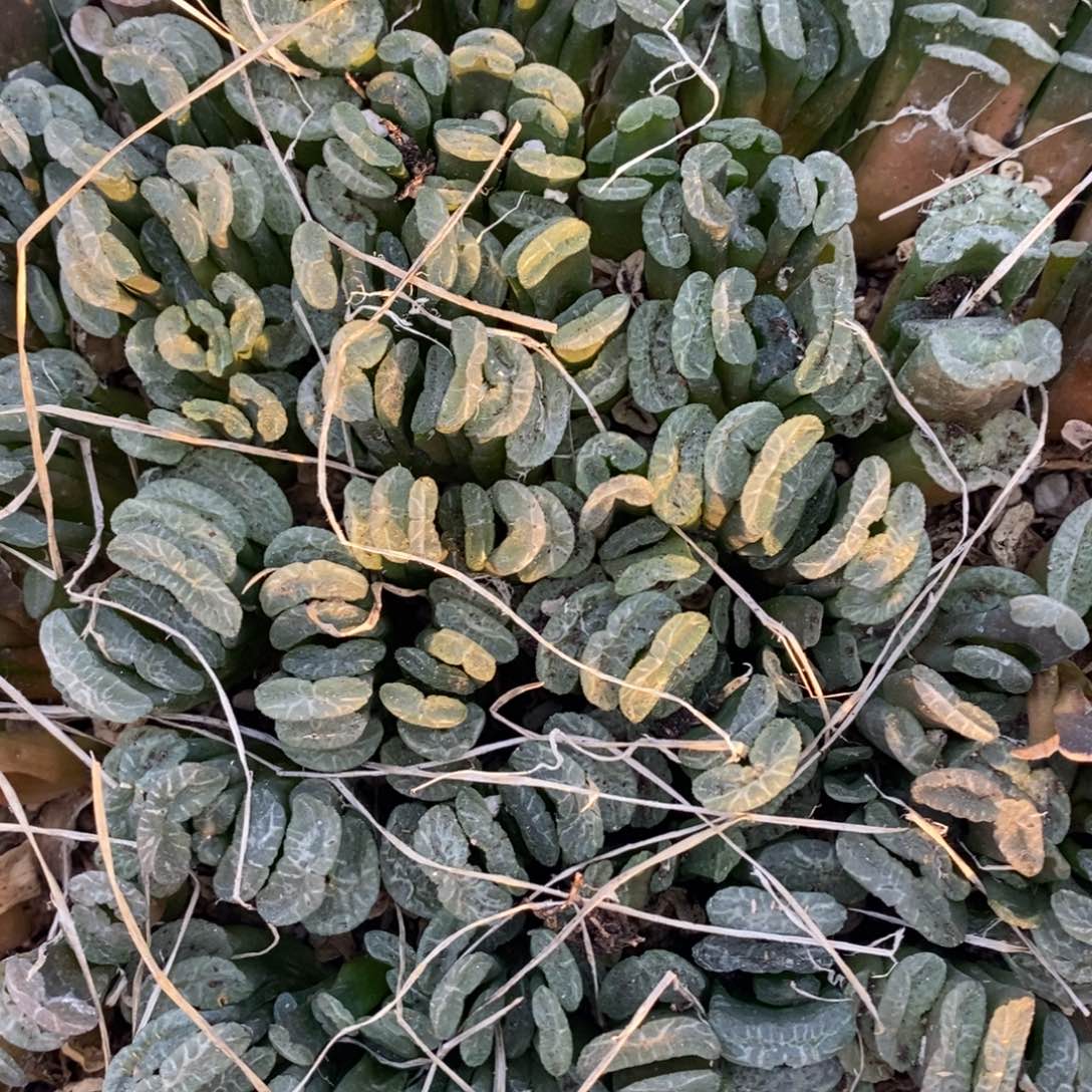 2918 一颗实生小玉扇 