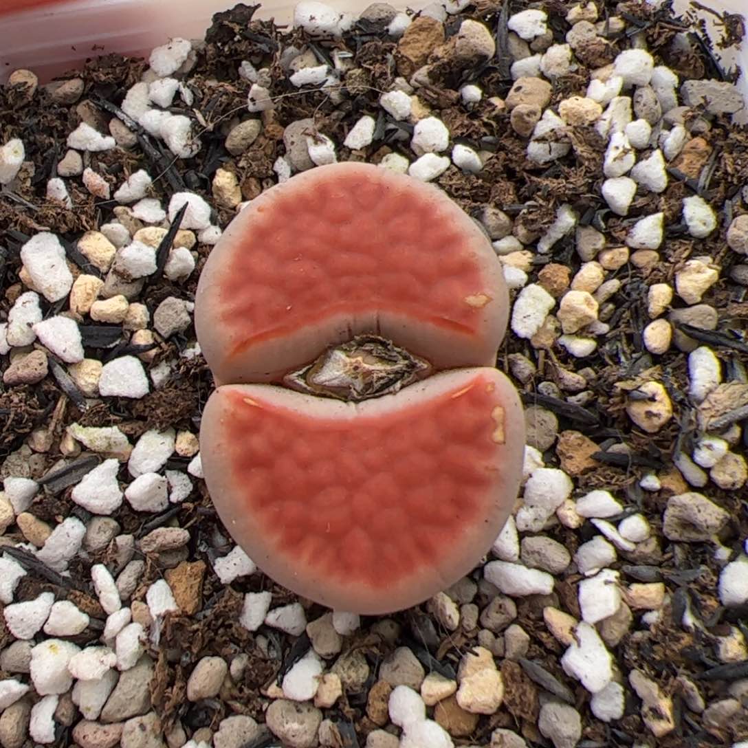 0252号花纹玉 多肉植物