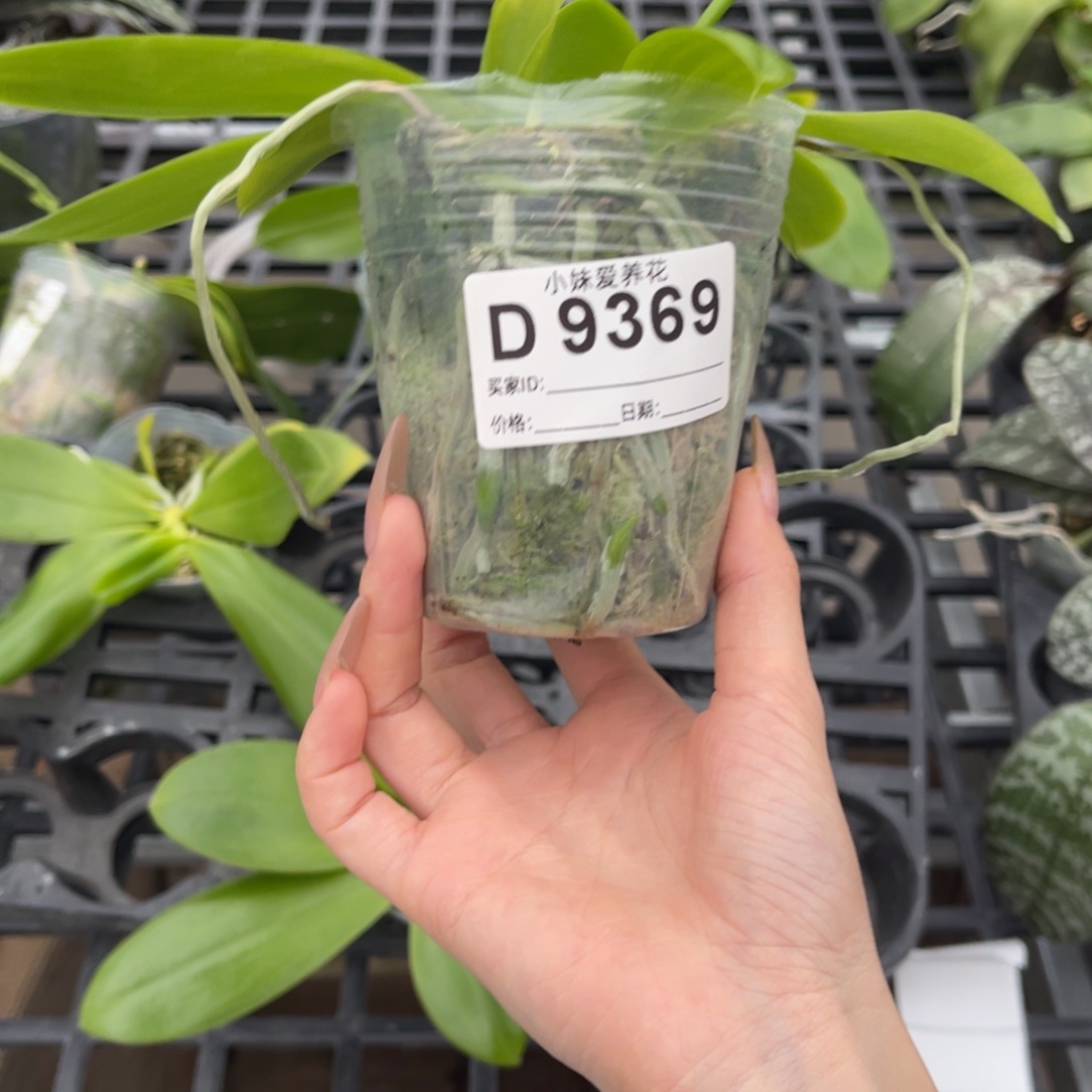 完全开放蝴蝶兰蝴蝶兰