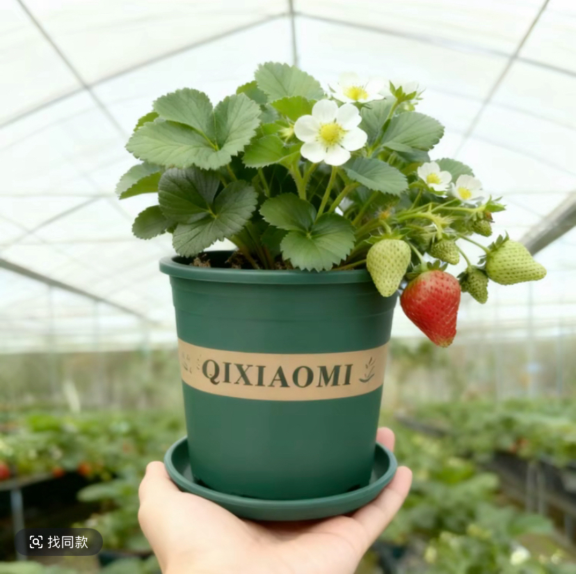 【7天开花+带盆带土】草莓苗奶油红颜宁玉阳台庭院耐寒四季草莓盆栽