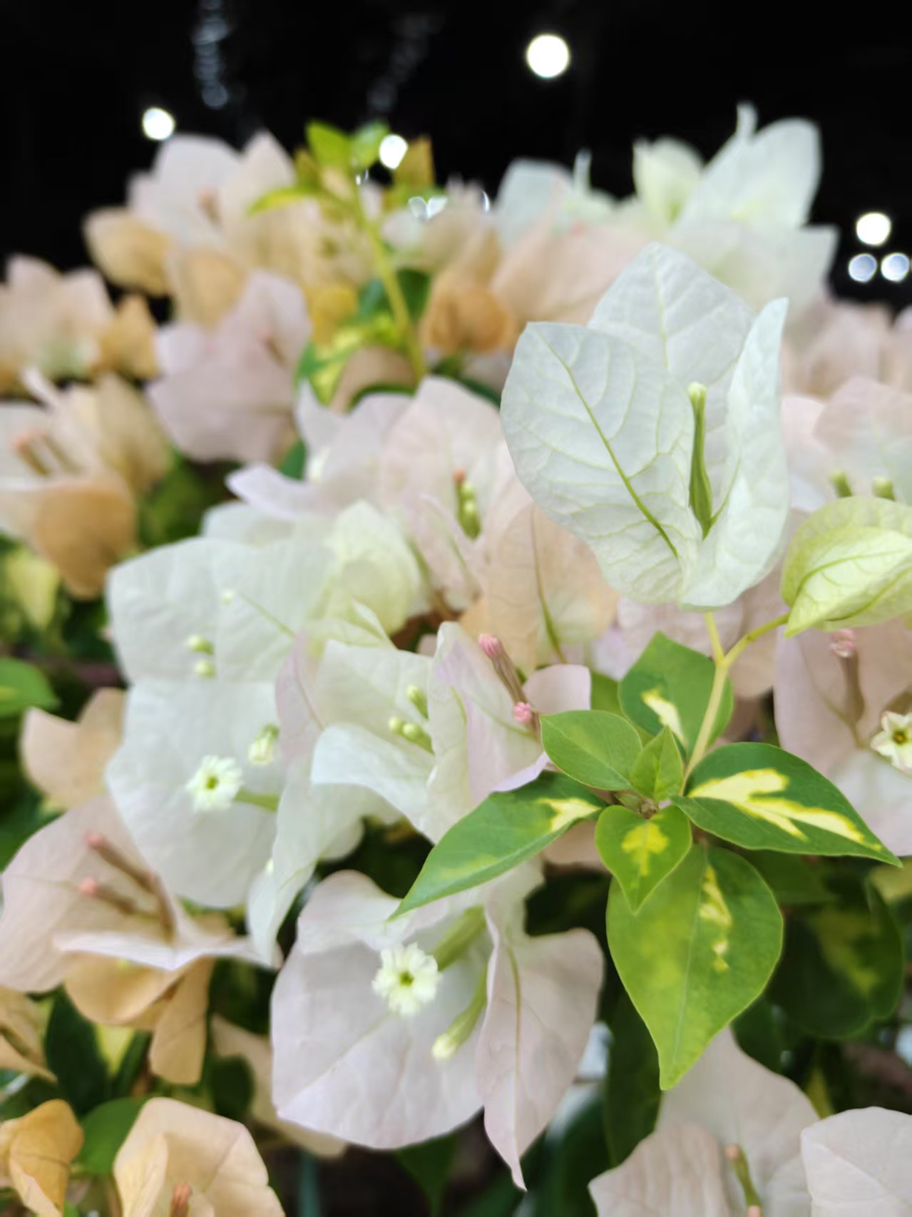 【金心黄白】盆苗勤花四季开花爬藤高飘三角梅室内外好养易活