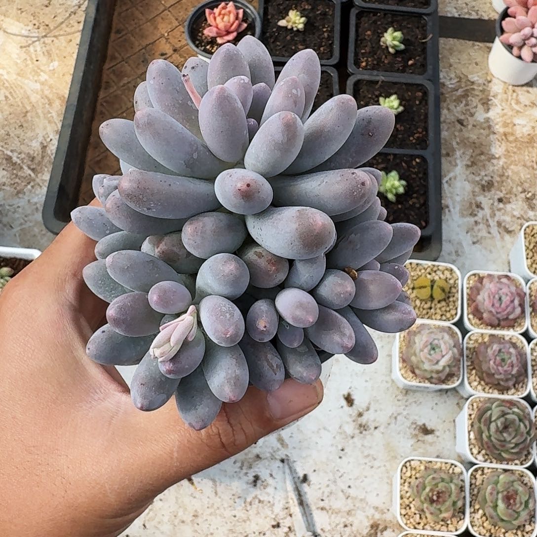 汤圆 群生 一物一拍