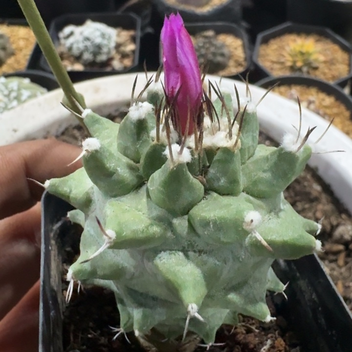 赤花娇丽实生仙人球
