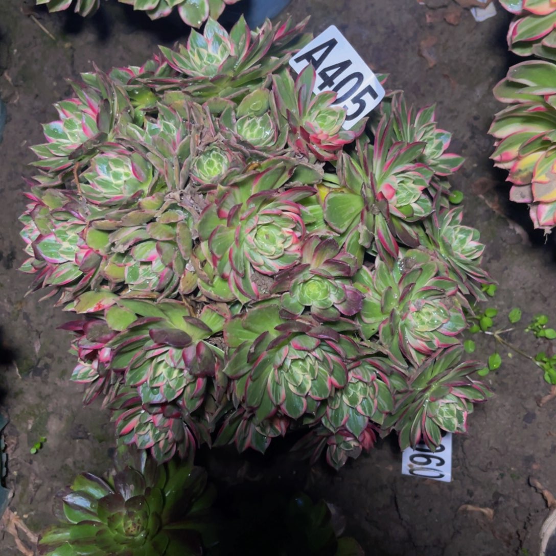 万花筒法师26-///20包邮