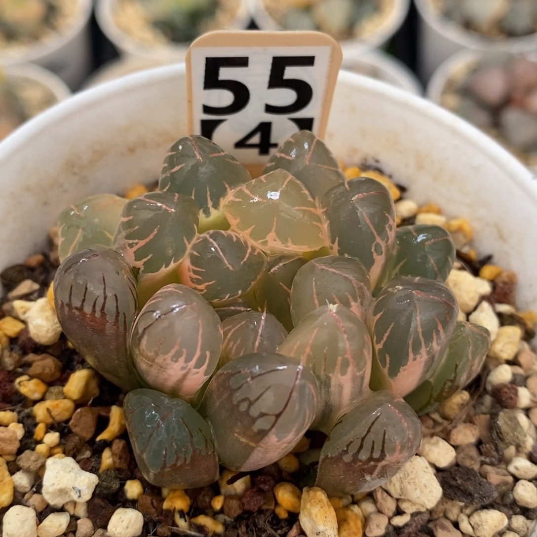 不开花植物554灵犀