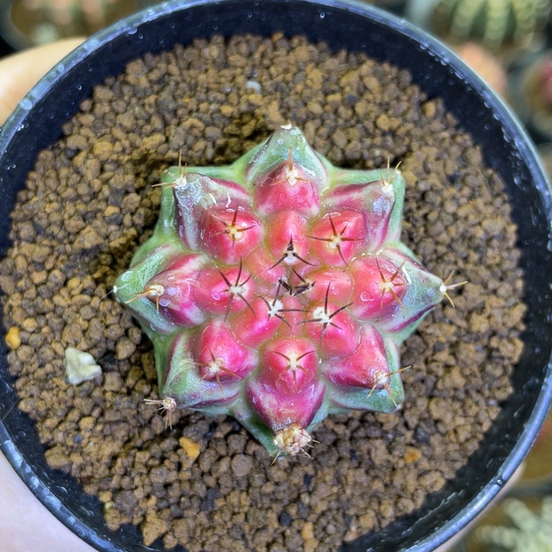 米哈星球000000103