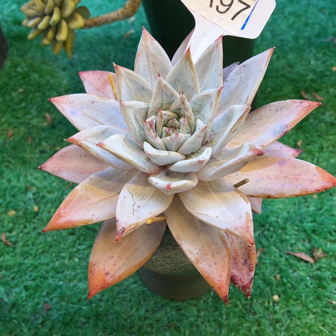 我***号097，，，，，，，，，，，，，，，，，，，，