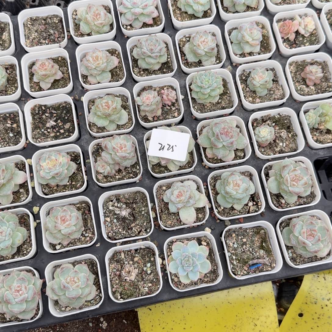 2125 号一半托满20包邮