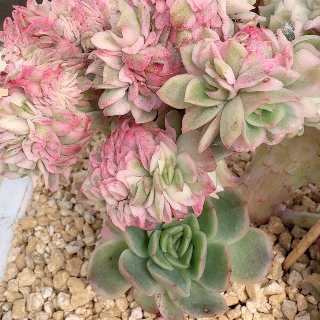 13.008冰玫瑰锦缀化