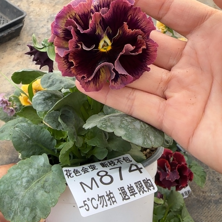 无花朵M874小苗默认苗晃零下5勿拍